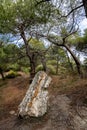 Fossilized Forest of Lefkimi and Fylakto Evros Greece is the oldest fossil forest formed due to volcanic activity Royalty Free Stock Photo