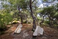 Fossilized Forest of Lefkimi and Fylakto Evros Greece is the oldest fossil forest formed due to volcanic activity Royalty Free Stock Photo