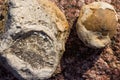 Fossilized fossil animals - colonial sponge and brachiopod