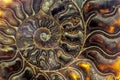 A fossilized gemstone ammonite cross-section displays texture.