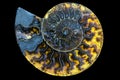 A fossilized gemstone ammonite cross-section displays texture.Nautilus fossil.