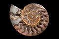 A fossilized gemstone ammonite cross-section displays texture.Nautilus fossil.