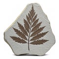 Fossilized imprint of a brown fern leaf on a light gray stone, isolated on a white background Royalty Free Stock Photo