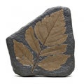 Fossilized imprint of brown leaves on a dark gray stone, isolated on a white background Royalty Free Stock Photo