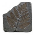 Fossilized imprint of brown leaves on a dark gray stone, isolated on a white Royalty Free Stock Photo