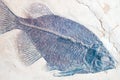 A fossilized imprint of a fish. Royalty Free Stock Photo