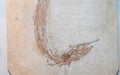 A fossilized imprint of a fish. Royalty Free Stock Photo