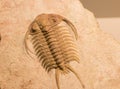 A fossilized imprint of a trilobite.