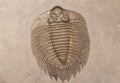 A fossilized imprint of a trilobite.