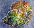 Fossilized Iridescence Royalty Free Stock Photo