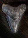 Fossilized Megalodon Shark tooth on dark background