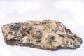 Fossilized Oysters In Siltstone Royalty Free Stock Photo