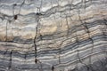 fossilized patterns in sedimentary rock