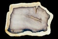 Fossilized petrified wood slab polished surface