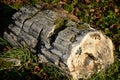 Fossilized pieces of wood from Tertiary volcanic activity when they were permeated into the wood of the tree with mineral water wi