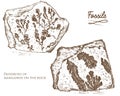 Fossilized plants, stones and minerals, crystals, prehistoric animals, archeology or paleontology. fragment fossils Royalty Free Stock Photo