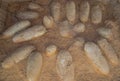 Fossilized Protoceratops dinosaur eggs Royalty Free Stock Photo