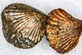 Fossilized pyritized shells of ancient times Royalty Free Stock Photo
