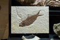 fossilized remains of fossilized fish Royalty Free Stock Photo