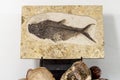 Fossilized remains of fossilized fish Royalty Free Stock Photo