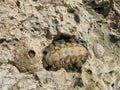 Fossilized remains of prehistoric mollusks on a rock