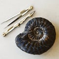 Fossilized sea-shell and drawing tools