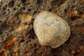 Fossilized sea shell on iron colored magmatic stone.