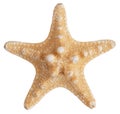 Fossilized sea star Royalty Free Stock Photo