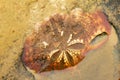 Fossilized sea urchin Echinoidea