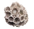 Fossilized seashell isolated