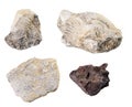 Fossilized seashells and ancient rock specimens isolated on a white background Royalty Free Stock Photo