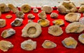 Fossilized seashells on a red background