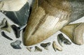 Fossilized shark teeth Royalty Free Stock Photo