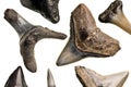 Fossilized shark teeth