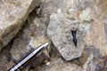 Fossilized shark teeth in the sediments Royalty Free Stock Photo
