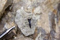 Fossilized shark teeth in the sediments Royalty Free Stock Photo