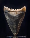 Fossilized Shark Tooth in Pristine Condition with Rugged Edges