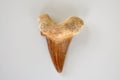 Fossilized shark tooth Royalty Free Stock Photo