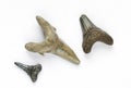 Fossilized sharks teeth