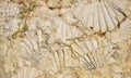 Fossilized shell imprints Royalty Free Stock Photo