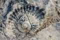 Fossilized shell of prehistoric times in building block of Portuguese fort, Lobito, Angola, Southern Africa Royalty Free Stock Photo