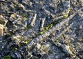 Fossilized silur sea bottom. stone elongated needle-like shells of cephalopods are arranged in the direction of sea currents. lime