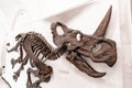 The fossilized skeleton of the dinosaur ceratops, the ancient ancestor of the rhinoceros in the Royalty Free Stock Photo