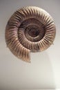 Fossilized spiral ammonite