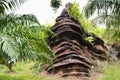 Fossilized stromatolite stone or fossil stromatolith rock in geological heritage of Satun UNESCO Global Geopark for thai people Royalty Free Stock Photo