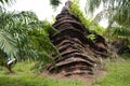 Fossilized stromatolite stone or fossil stromatolith rock in geological heritage of Satun UNESCO Global Geopark for thai people Royalty Free Stock Photo