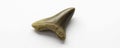 Fossilized tooth fragment with pointed tip on white background, ancient, dinosaur, white