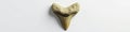 Fossilized tooth with sharp point on white background, bone, teeth