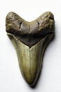 Fossilized tooth with sharp point on white background, dinosaur, white, fossil