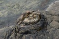 Fossilized tree in Curio Bay.